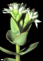 Veronica amplexicaulis. Inflorescences. Scale = 1 mm.
 Image: W.M. Malcolm © Te Papa CC-BY-NC 3.0 NZ